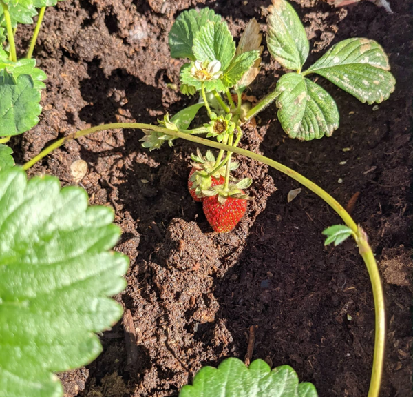 Manitoba Strawberry picking 2026