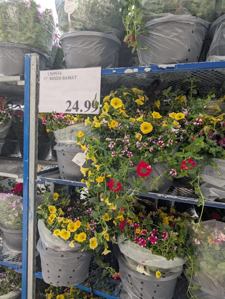 Regent Costco Garden centre