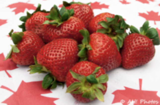 Manitoba Strawberry picking 2025
