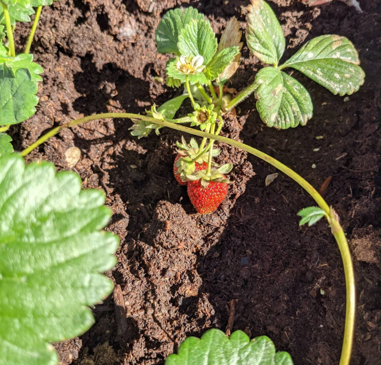 Manitoba Strawberry picking 2026