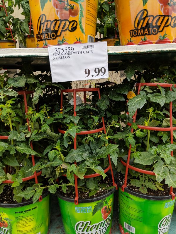 Costco Garden Centre 2019 Save Money in Winnipeg