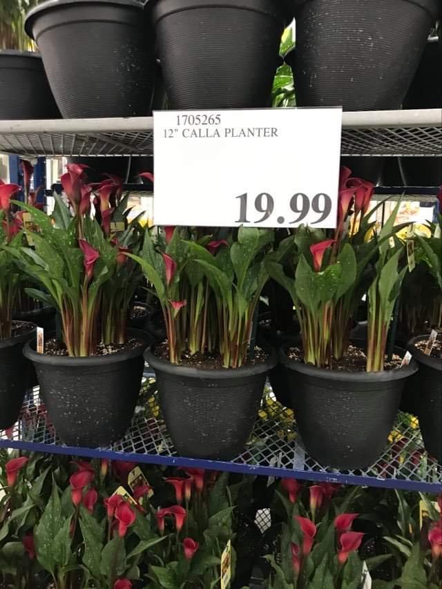 Costco weekend deals and some plants too LaptrinhX / News