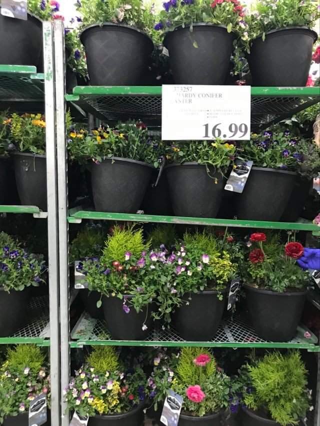 Costco weekend deals and some plants too Save Money in Winnipeg