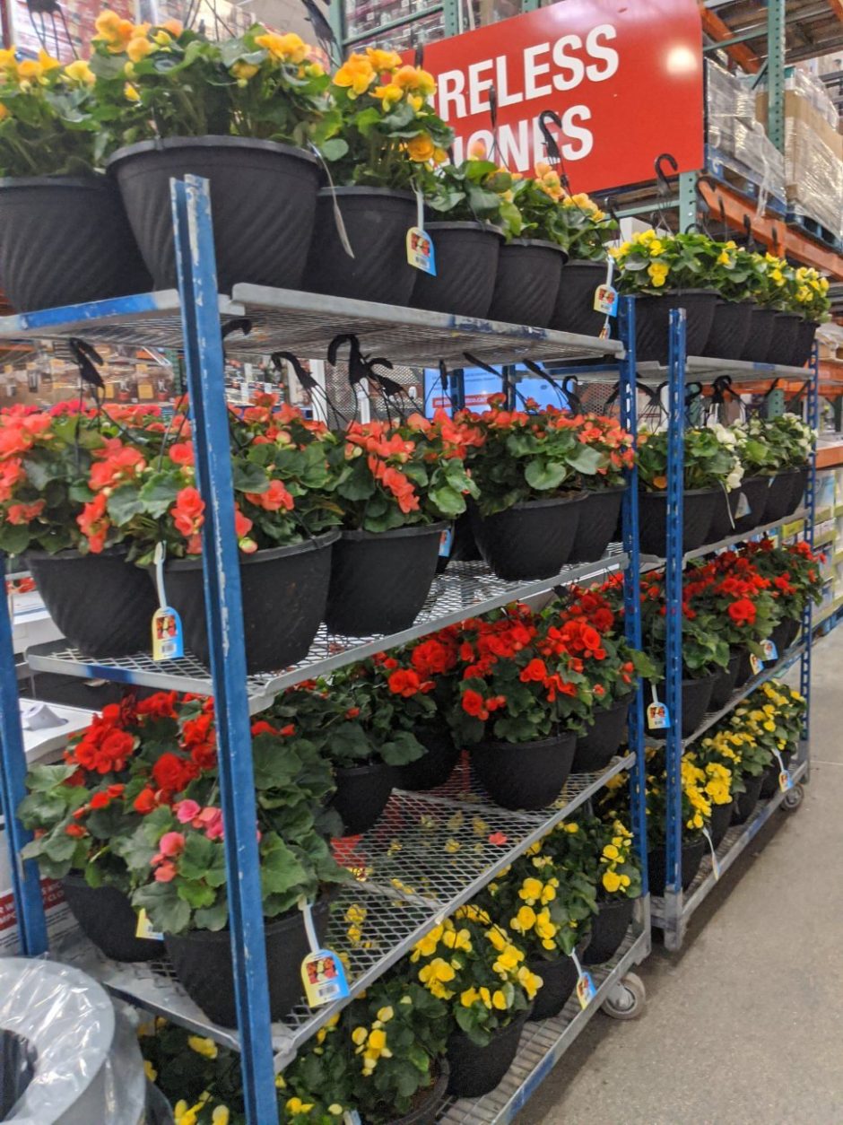 Costco plants and more! Save Money in Winnipeg