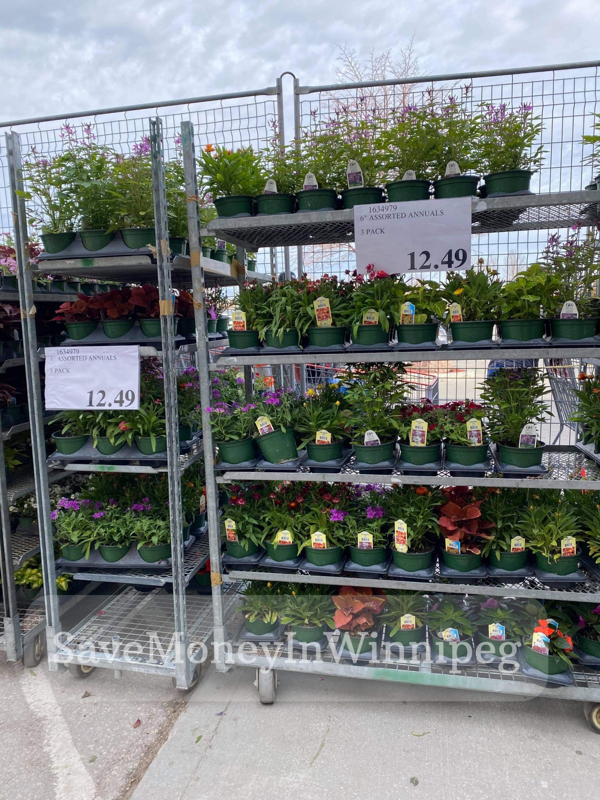 Costco Garden Centre Save Money in Winnipeg