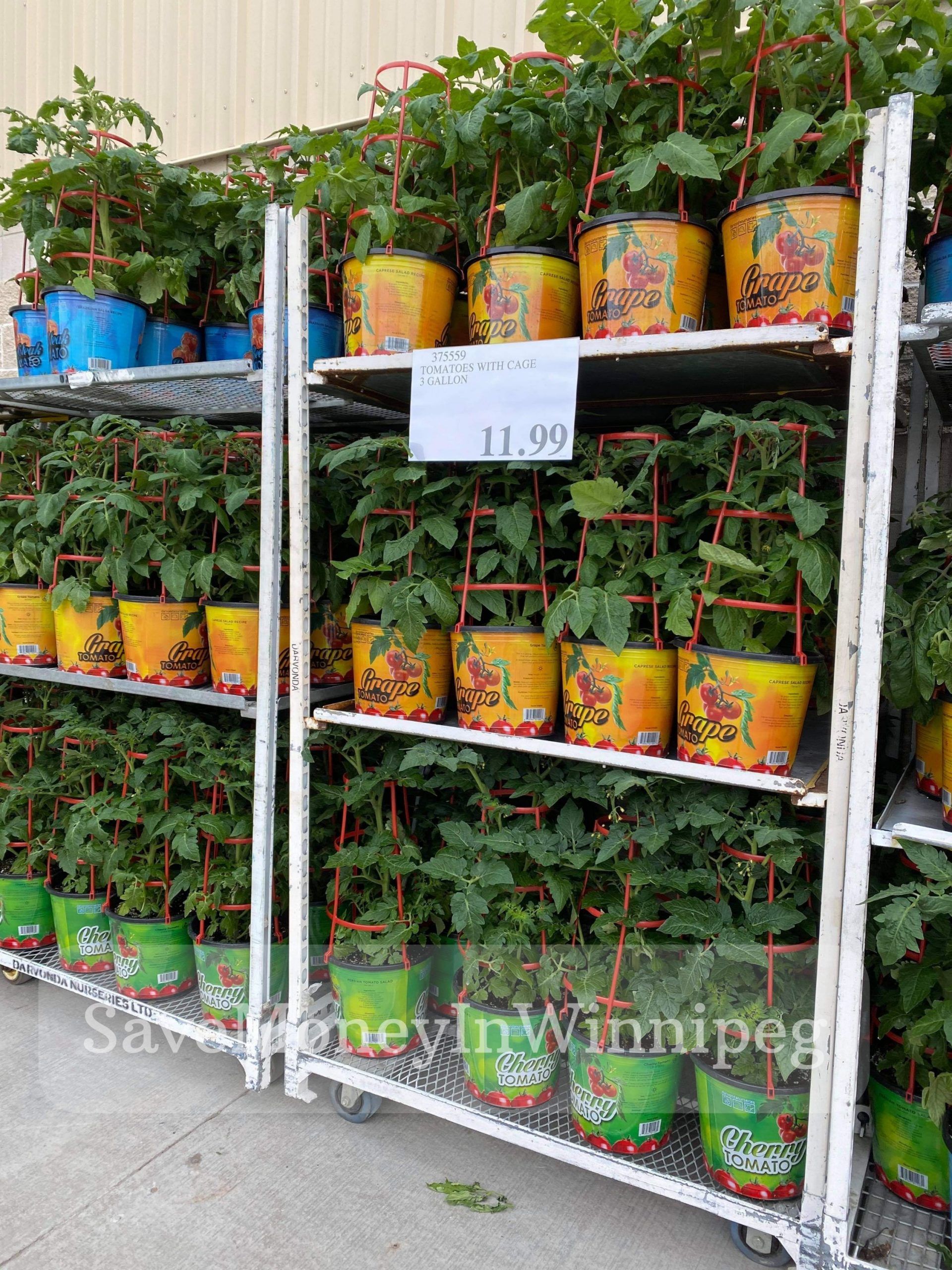 Costco Garden Centre Save Money in Winnipeg