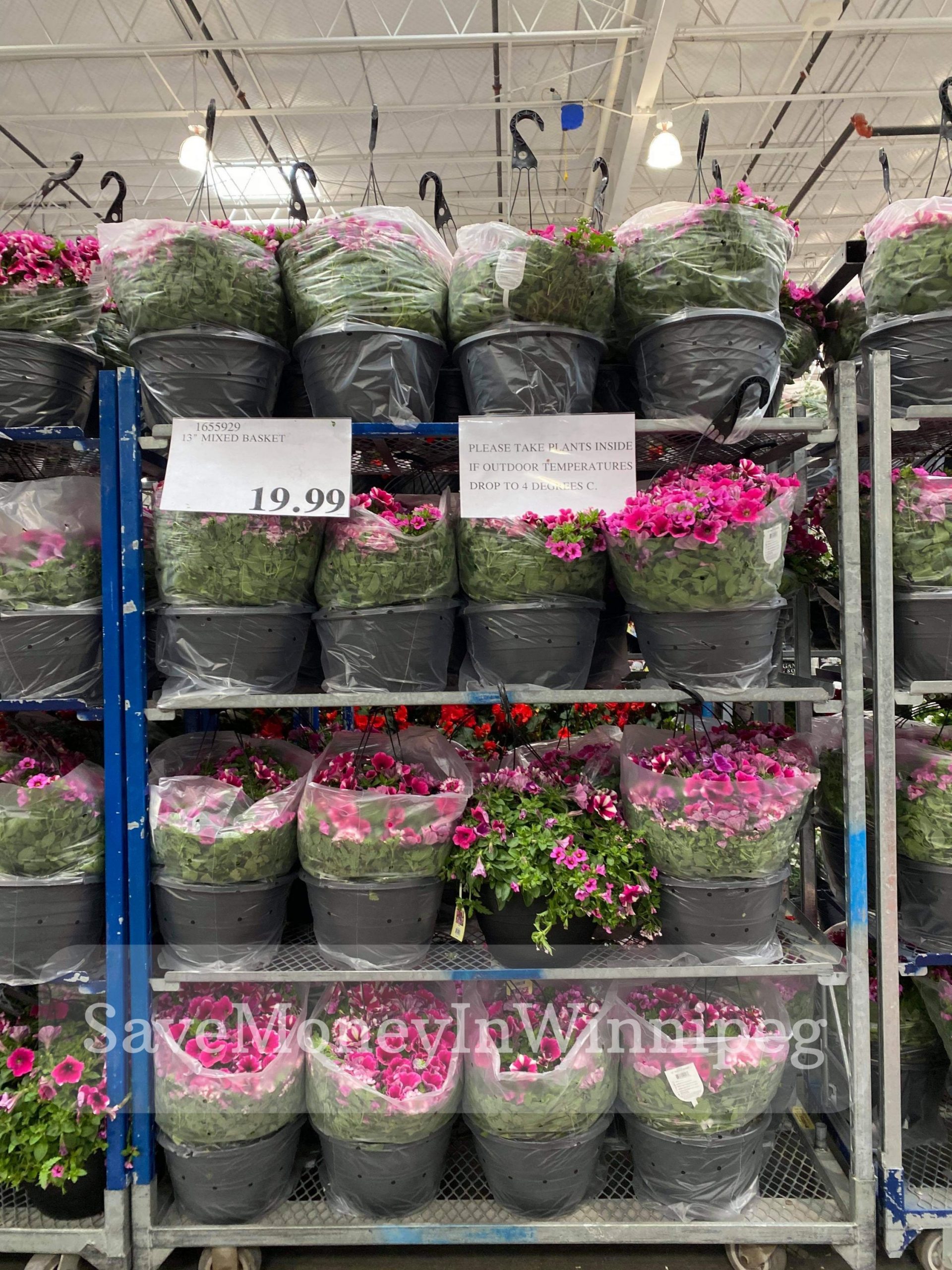 Costco Garden Centre Save Money in Winnipeg