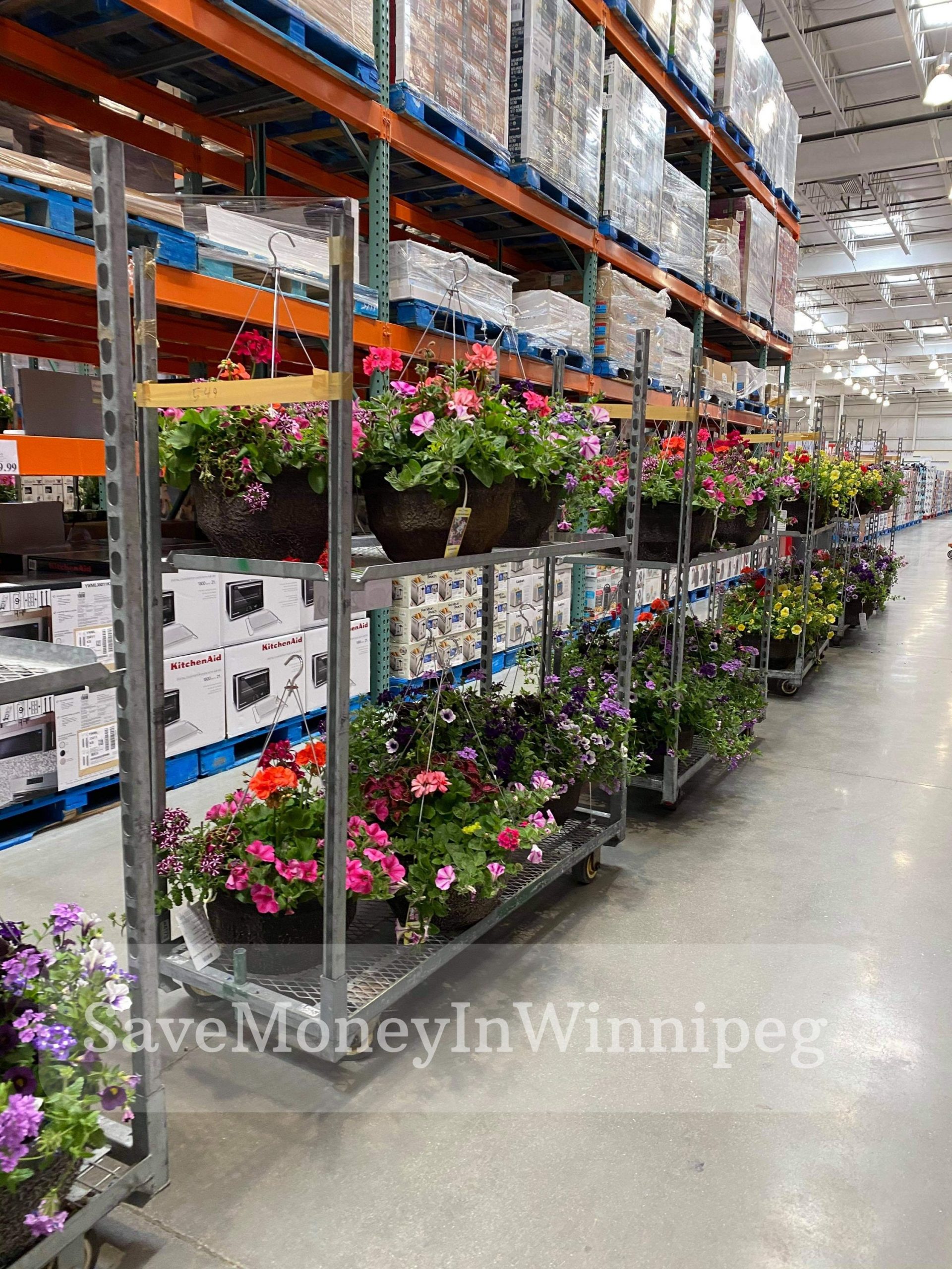 Costco Garden Centre Save Money in Winnipeg