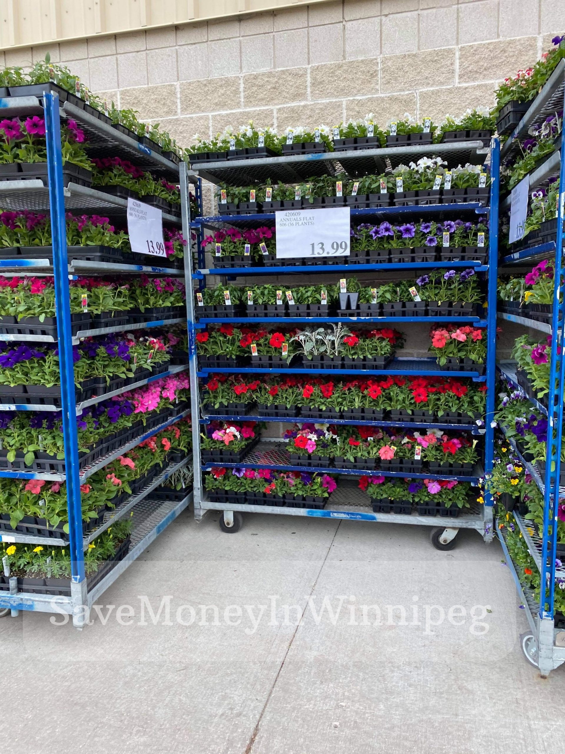 Costco Garden Centre Save Money in Winnipeg